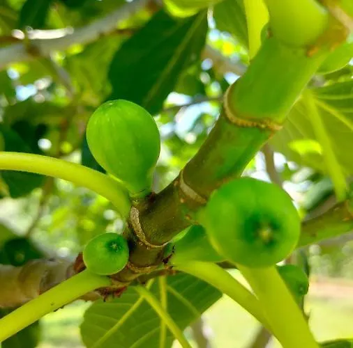 Rural San Giles Hotel Jarandilla de la Vera